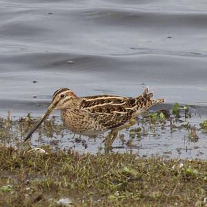 Common Snipe