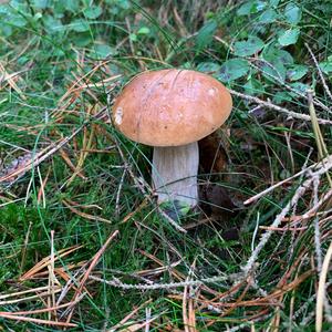 King Bolete