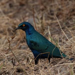 Bronze-tailed Glossy-starling