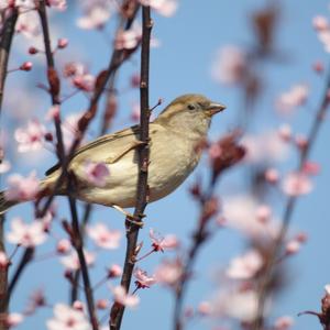 House Sparrow