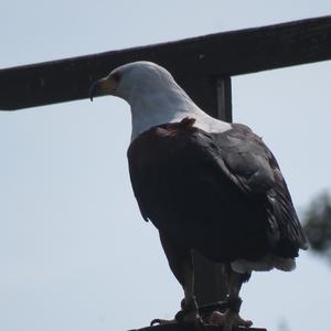 Weißkopfseeadler