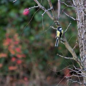 Great Tit