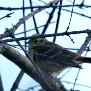 Yellowhammer