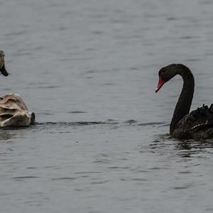 Black Swan