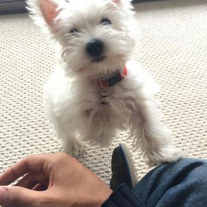 West Highland White Terrier