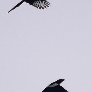 Black-billed Magpie