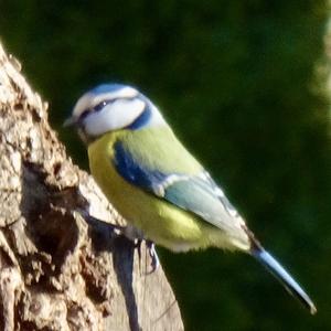 Blue Tit