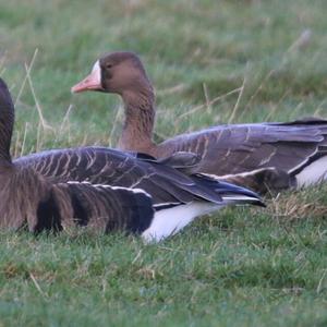 Greater White-fronted Goose