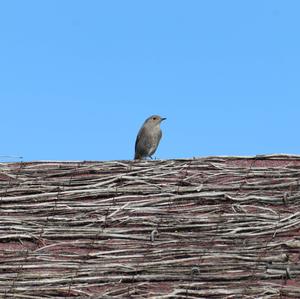 Black Redstart