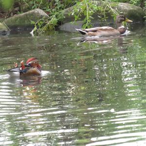 Mandarin Duck