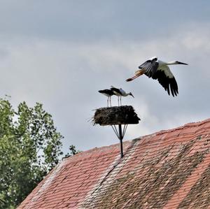 White Stork