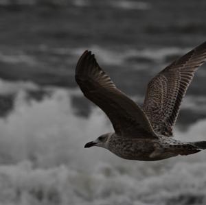 Herring Gull