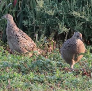 Common Pheasant