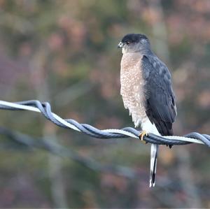 Cooper's Hawk