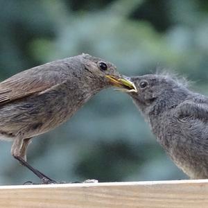 Black Redstart