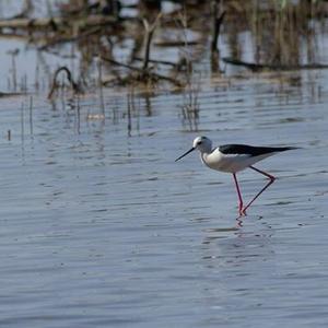 Black-winged Stilt