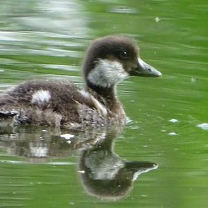 Common Goldeneye