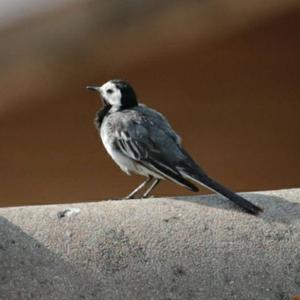 White Wagtail