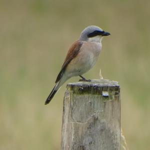 Red-backed Shrike