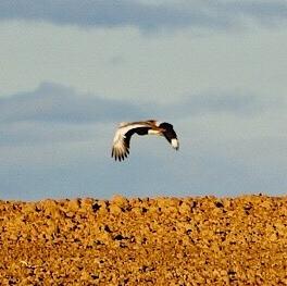 Great Bustard