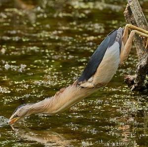 Little Bittern