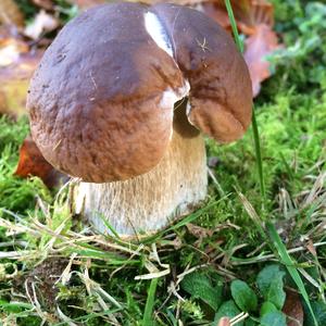 King Bolete