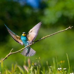 European Bee-eater