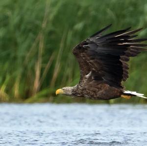 White-tailed Eagle
