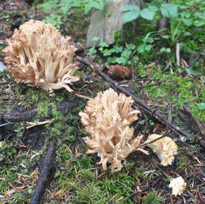 Clustered Coral