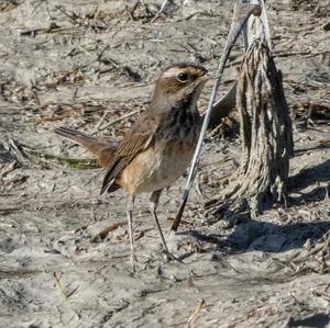 Bluethroat