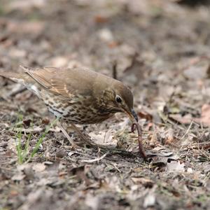 Song Thrush