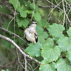 Grey Catbird