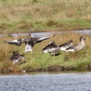 Greylag Goose