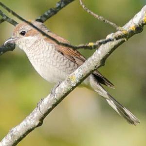 Red-backed Shrike