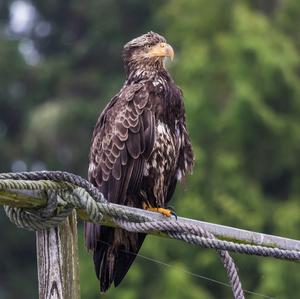 Weißkopfseeadler