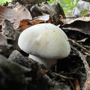 St George`s Mushroom