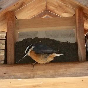 Red-breasted Nuthatch