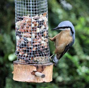 Wood Nuthatch