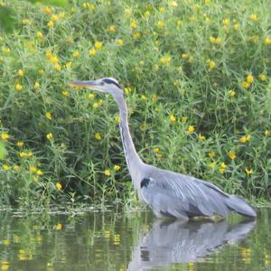 Grey Heron