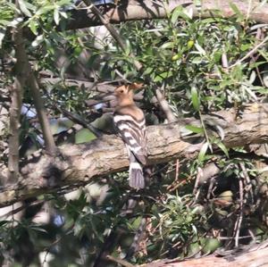 Eurasian Hoopoe