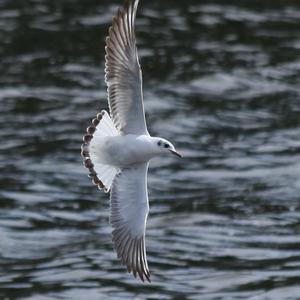 Black-headed Gull