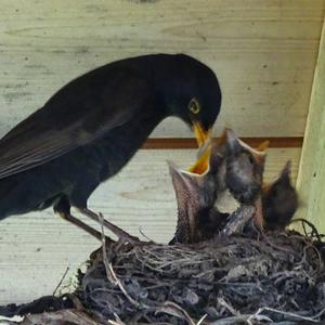 Eurasian Blackbird