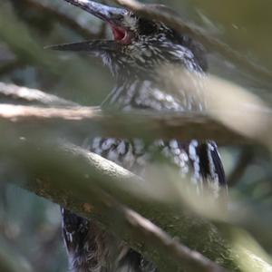 Spotted Nutcracker