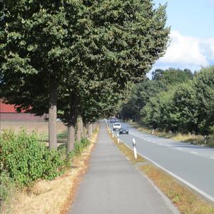 Large-leaved Linden