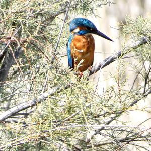 Common Kingfisher