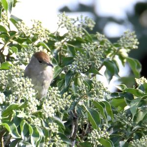 Blackcap