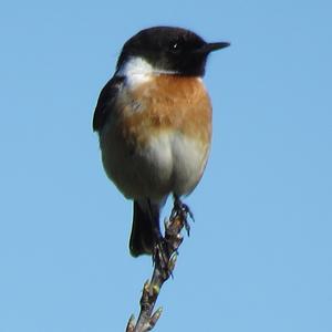 European stonechat