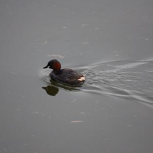 Little Grebe