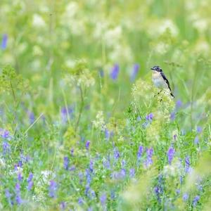 Whinchat