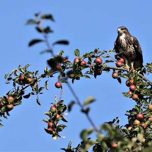 Mäusebussard